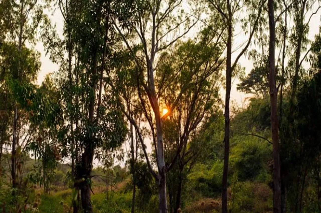 yelagiri tourist spot near chennai - சென்னைக்கு அருகே ஒரு ஊட்டி! - ஏலகிரி தெரியுமா?