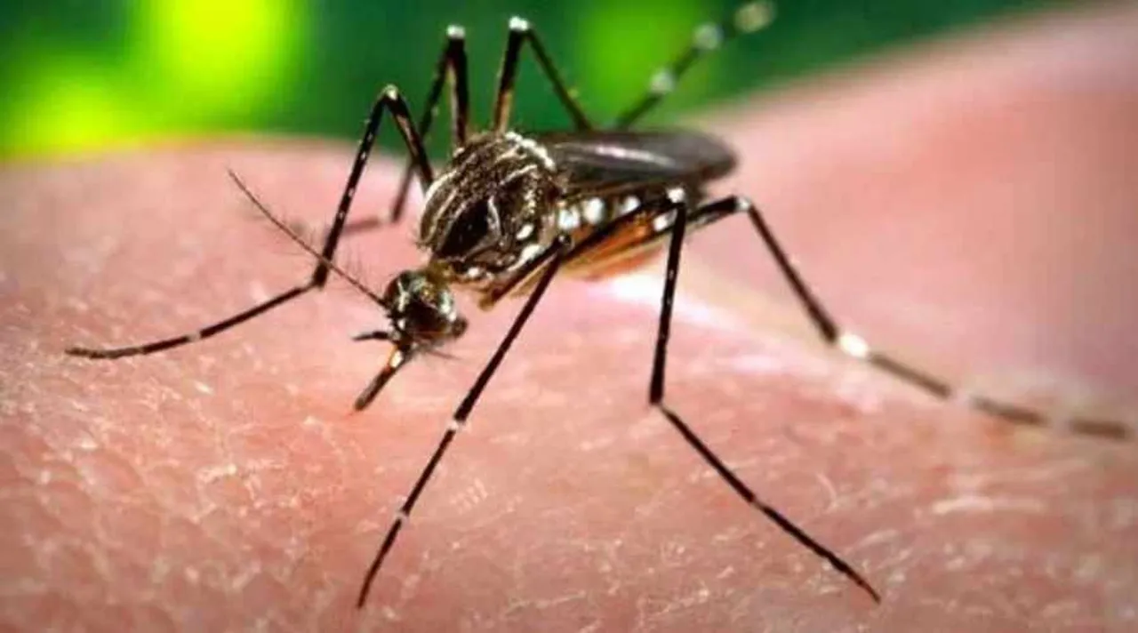 dengue, dengue sex, dengue symptoms, dengue transmitted through sex, dengue deaths, dengue treatment, world news