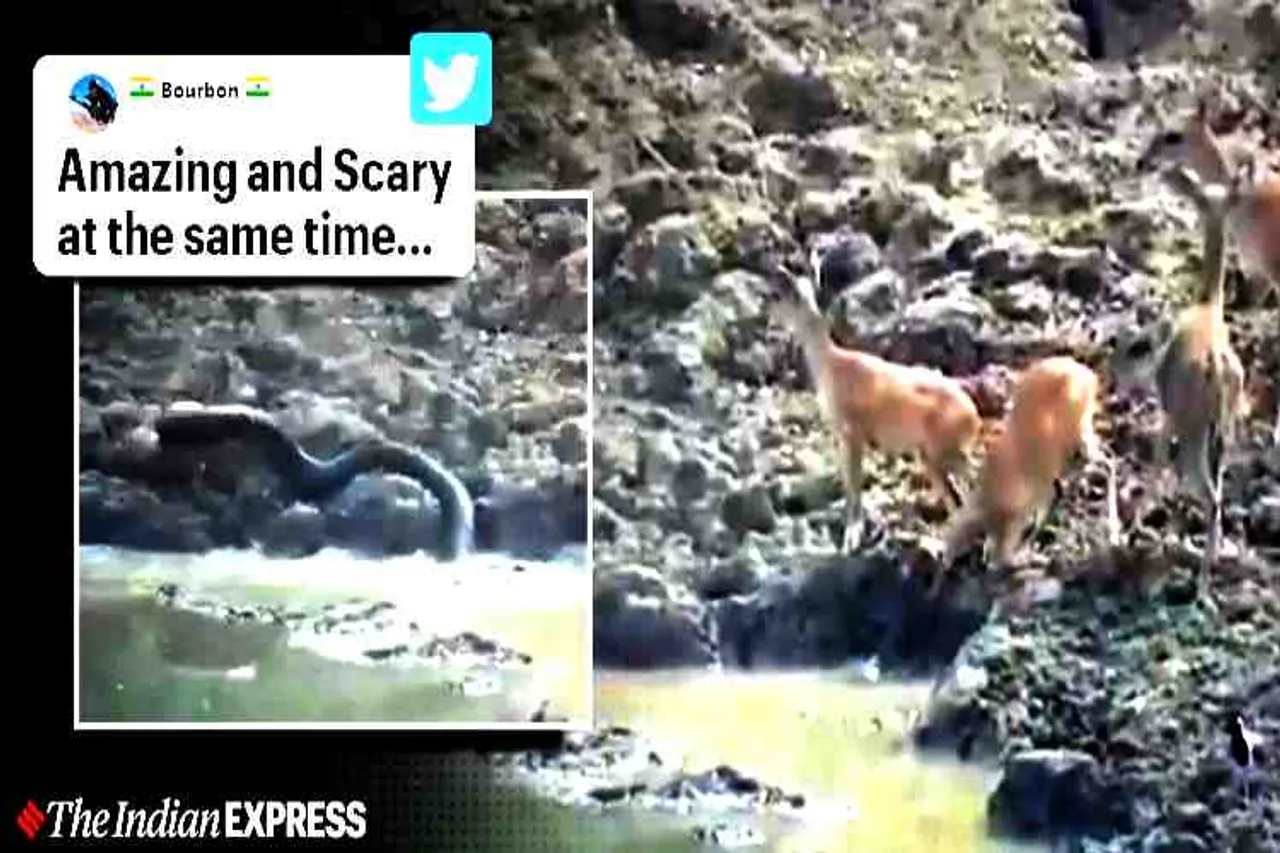 python hunting deer video, python hunt deer, python kill prey video, how python hunts, மானை வேட்டையாடும் மலைப்பாம்பு, மலைப்பாம்பு மான் வேட்டை, snake videos, வைரல் வீடியோ, viral videos, Python hunting a deer at Cesspool in Maharashtra, Tamil indian express