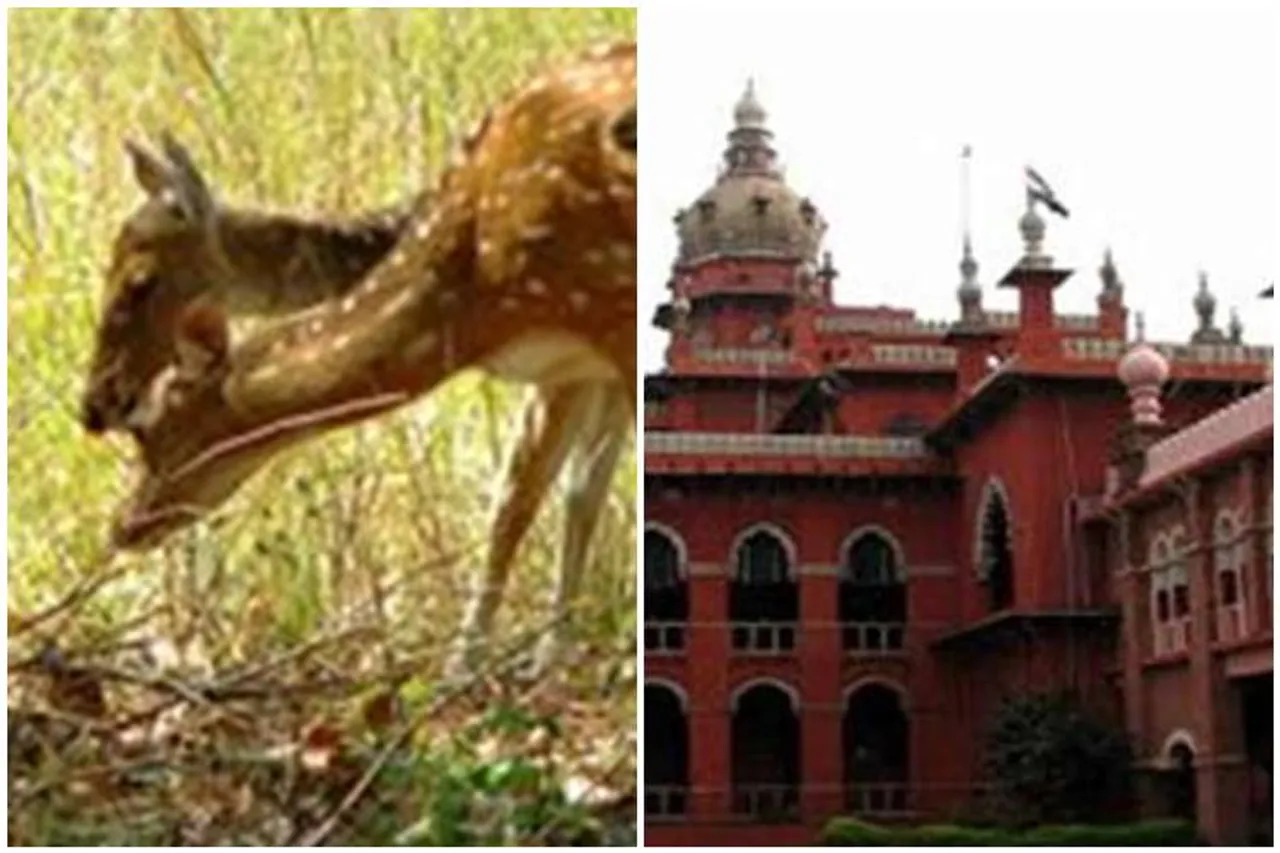 chennai clri campus deers will shifted to another places,சென்னை மான்களை வேறு இடத்திற்கு மாற்ற அனுமதி, ராஜ்பவன், சி.ஆர்.எல்.ஐ, Rajbhawan campus deer shifted to another places, சென்னை உயர் நீதிமன்றம், permission granted to shif deer, madras high court chennai deer will shifted