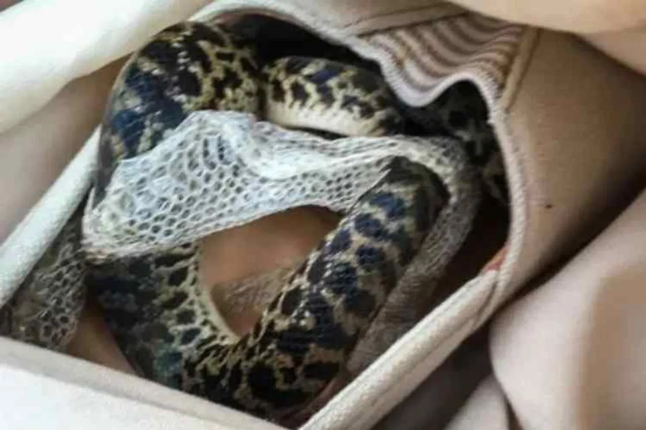 a woman dead by snake bite, sanke into shoe, snake bite in chennai, ஷூவுக்குள் இருந்த பாம்பு, பாம்பு கடித்து இளம் பெண் பலி, a young woman dead in kk nagar chennai, woman dead cause sanke dead, chennai, kk nagar