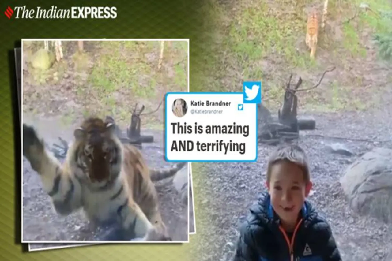 Tiger ‘attacks’ little boy at Dublin Zoo, leaves many terrified online - விலங்குகள் பூங்காவில் சிறுவனை 'தாக்கிய' புலி - பார்ப்போரை நடுங்க வைக்கும் வீடியோ