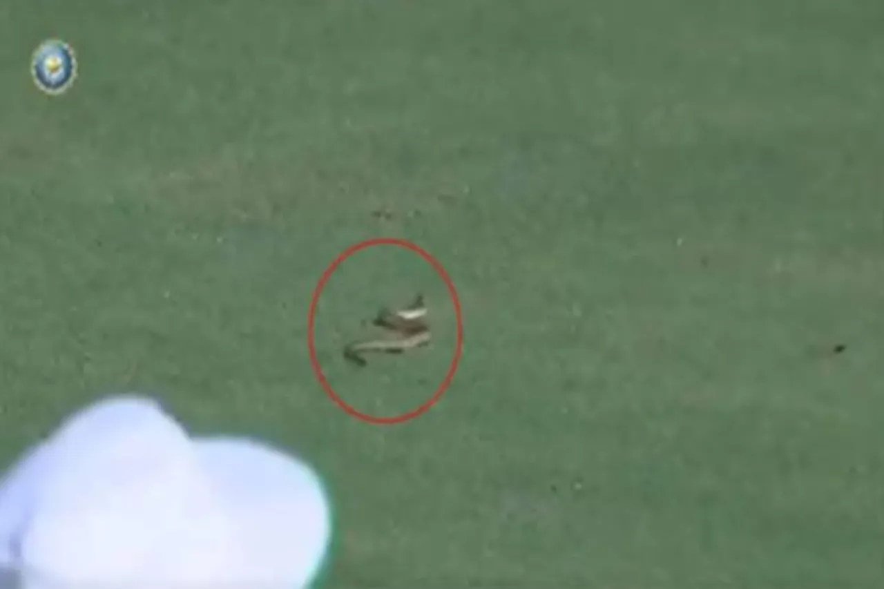 Snake delays proceedings in Ranji match between Andhra and Vidharbha Viral video - கிரிக்கெட் மைதானத்தில் 12வது ஃபீல்டராக நுழைந்த பாம்பு! (வீடியோ)