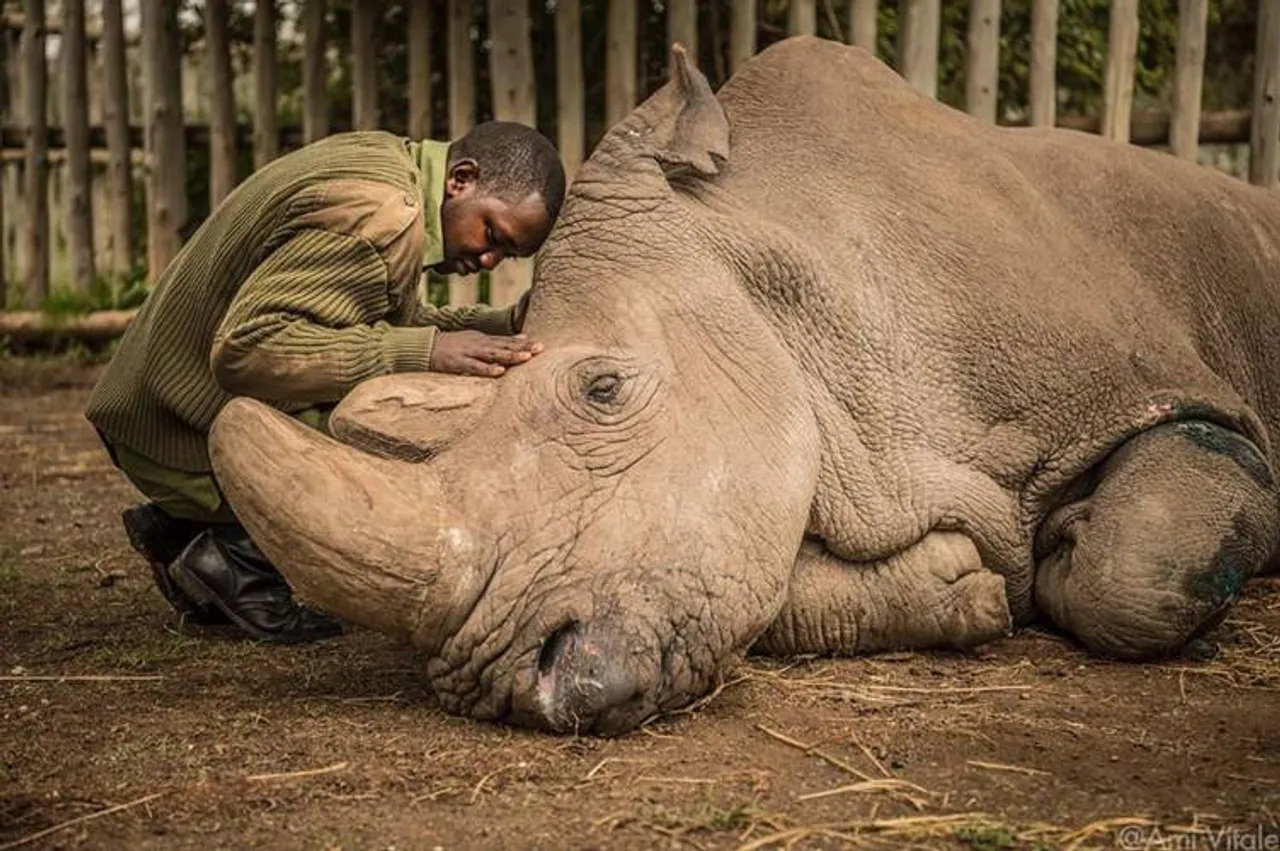 Northern white rhinos Leibniz institute conducted successful ovum pick up