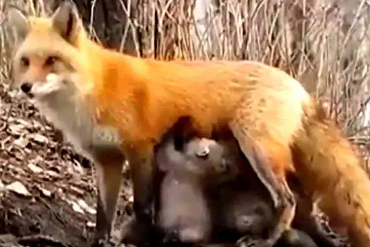 Fox feeds to Koala bears, Fox allows feeds to Koala bears kids, கோல கரடி குட்டிகளுக்கு பாலூட்டிய நரி, பாலூட்டிய நரி, ஆஸ்திரேலியா, fox feeds to kola bears in Australia, fox feeds to kolas viral video, viral video