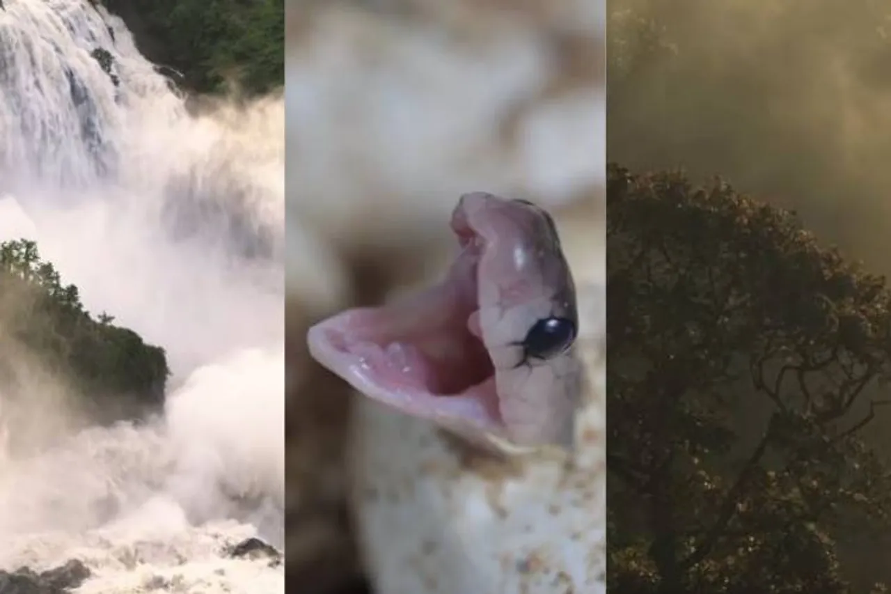 Documentary film wild Karnataka :First Indian wild film released in theaters