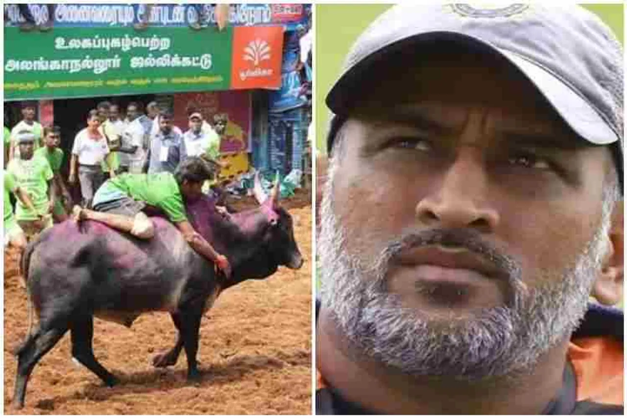 Hai guys, pongal, pongal 2020, pongal celcebration, kaanum pongal, chennai, marina beach, mahendra singh dhoni, bcci, fans, twitter, madurai, jallikattu, alanganallur jallikattu live, alanganallur jallikattu 2020