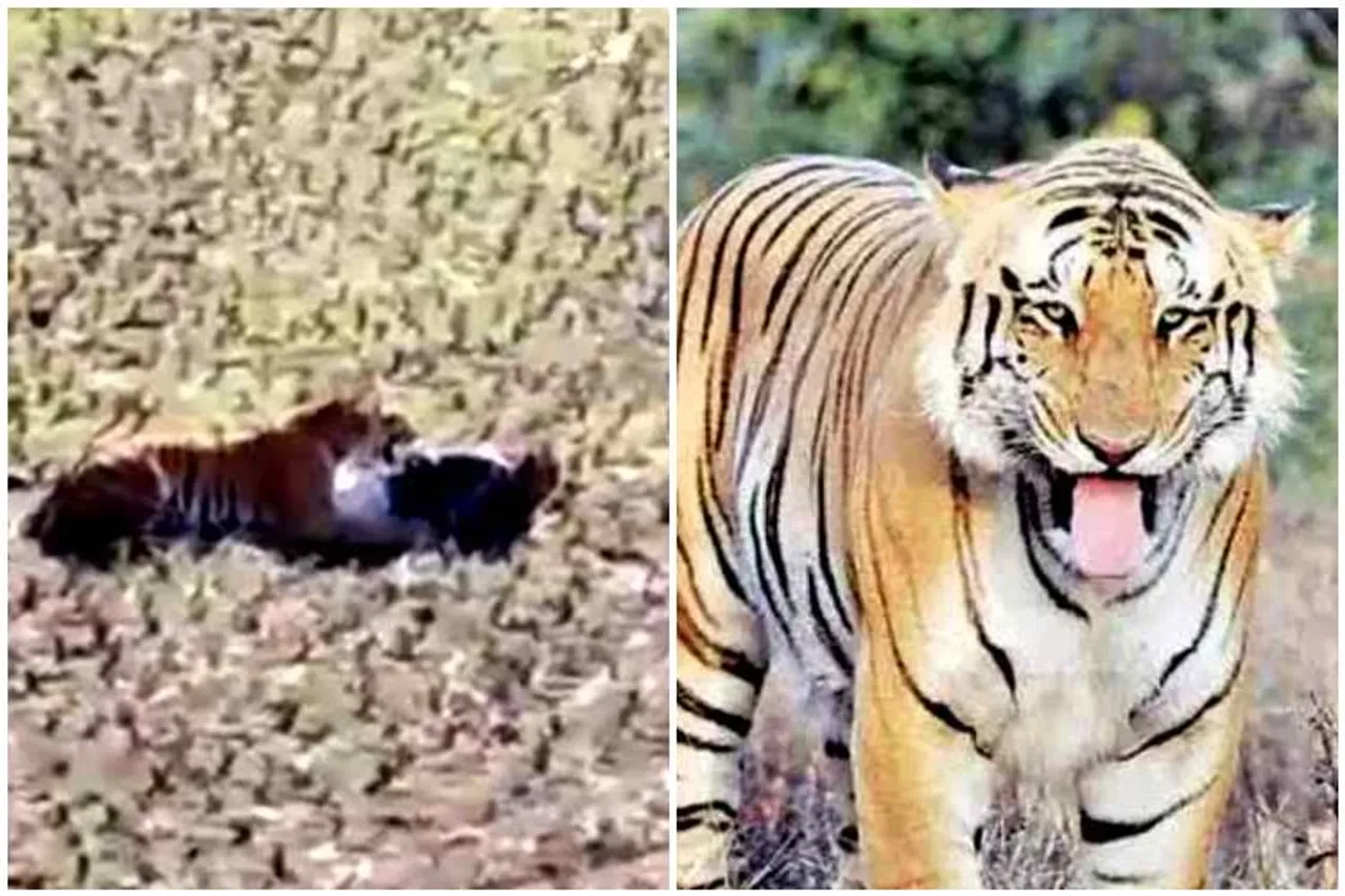 man escaped from tiger, man escaped from tiger viral video, புலியிடமிருந்து தப்பிய வைரல் வீடியோ, வைரல் வீடியோ, புலியிடம் சிக்கிக்கொண்ட மனிதன், maharashrtra, Bhandara district, tiger round up man viral video