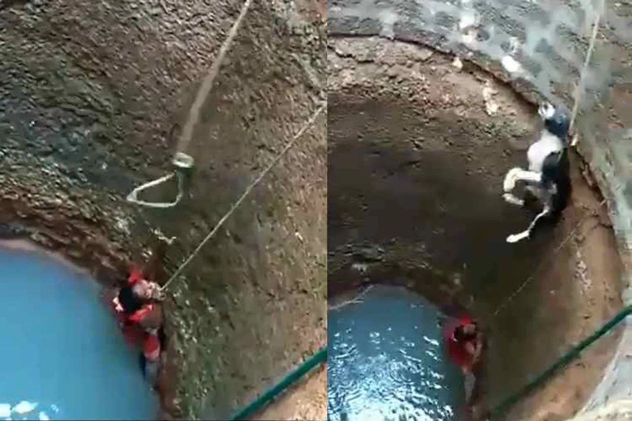 young girl rescued dog from well, கிணற்றில் இருந்து நாயை மீட்ட இளம் பெண், துணிச்சலாக நாயை மீட்ட பெண், young girl saved dog, girl saved dog from well, girl rescued dog from well, கிணற்றில் தவறி விழுந்த நாய், young girl rescued dog viral video, viral video, karnataka, dog rescued from deep well, brave young girl rescued dog, dog slipped into well