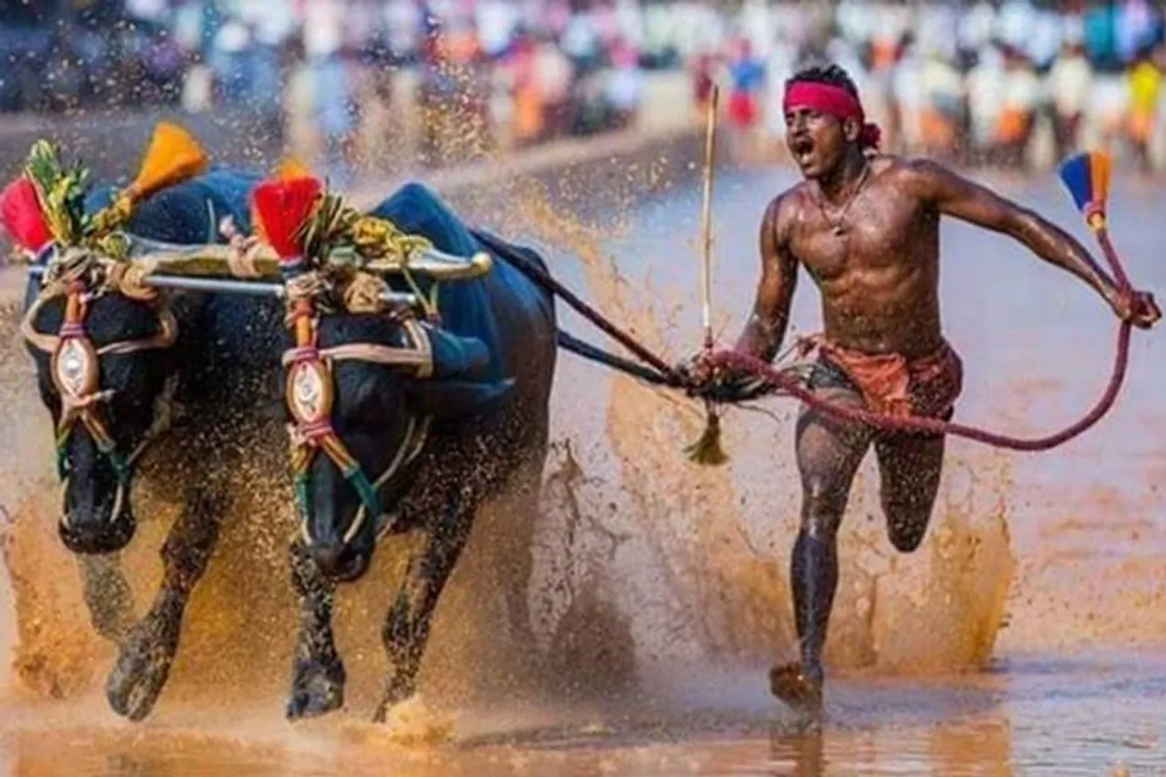 Kambala Jockey Srinivasa Gowda faster than Usain Bolt