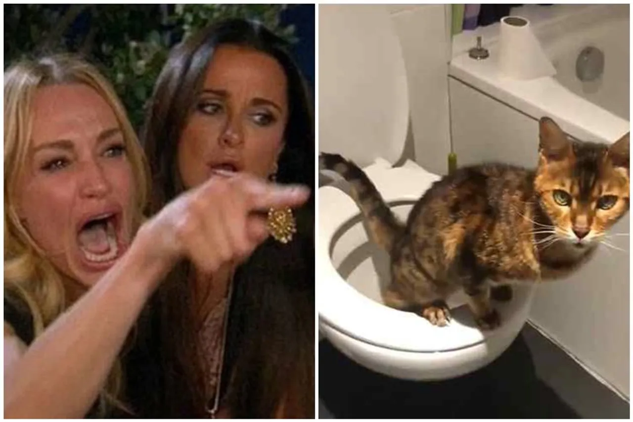 cat used western toilet, smart cat used western toilet, western toilet used cat, வெஸ்டர்ன் டாய்லெட் பயன்படுத்திய பூனை, பூனை வைரல் வீடியோ, வரைல் வீடியோ, viral video, cat used western toilet viral video, cat viral video, smart pet viral video