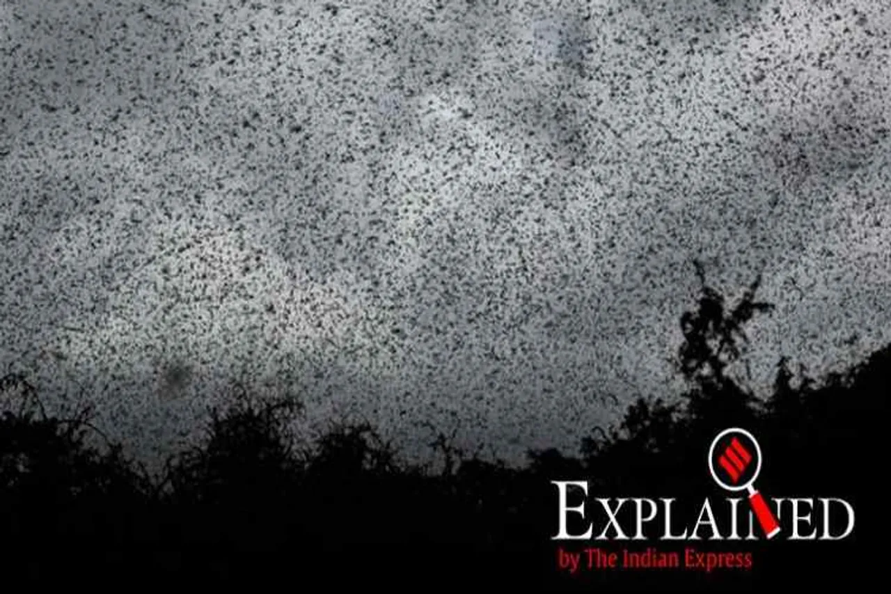locust attack in pakistan, Locust Emergency
