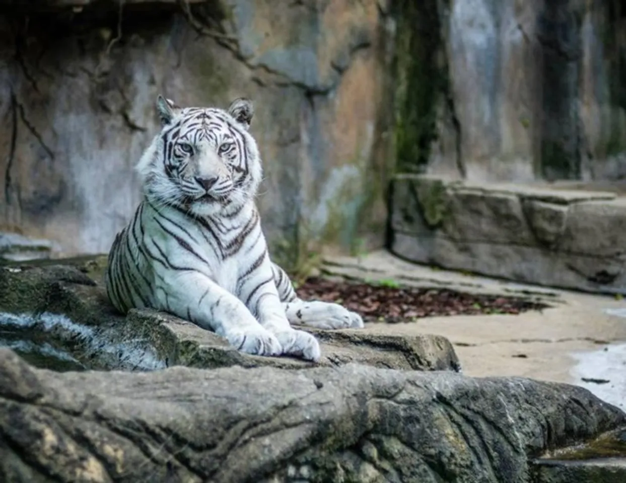 Coronavirus outbreak Visit Vandalur Zoological Park via online live streaming