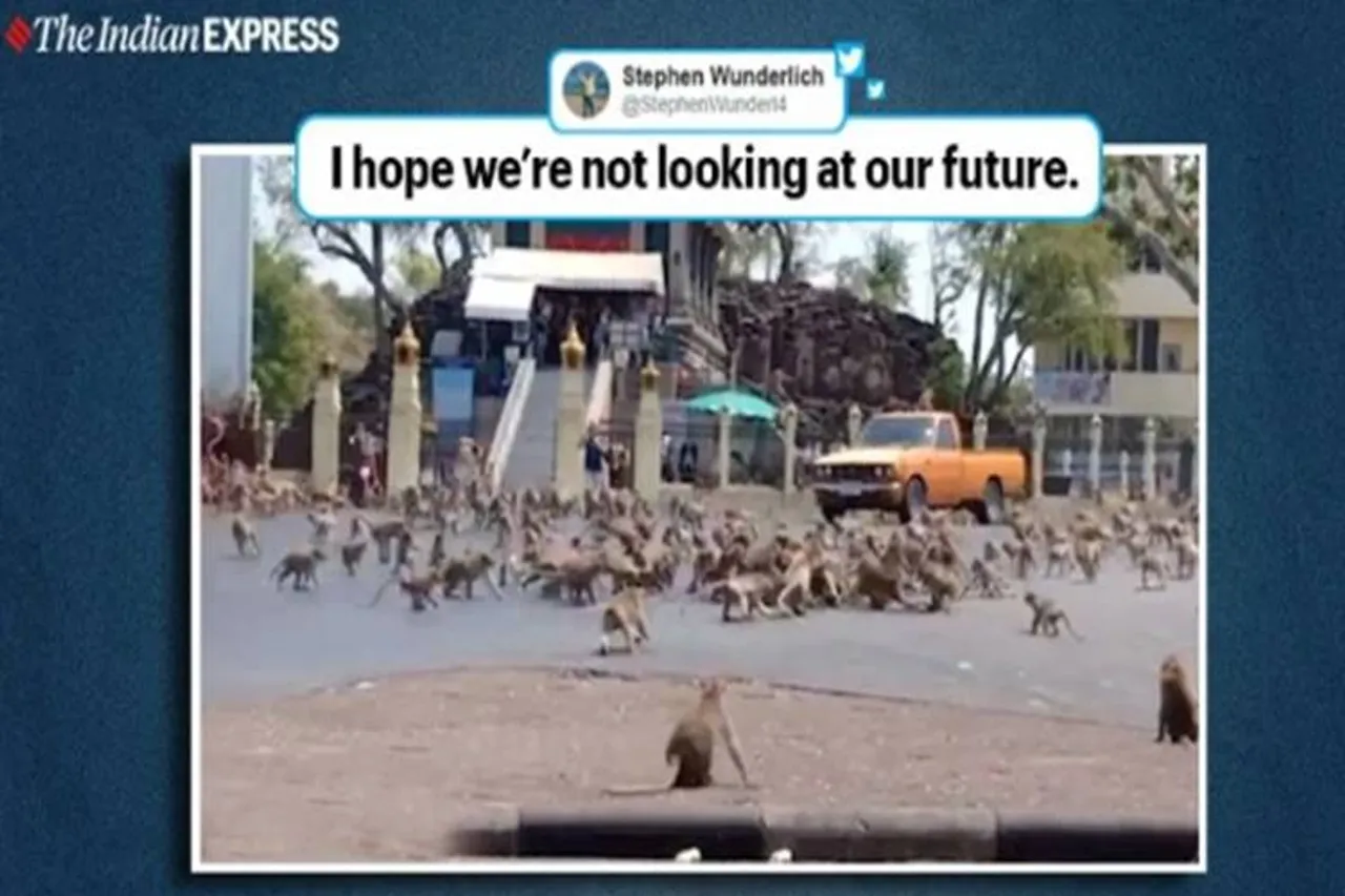 monkeys fight for a banana after coronavirus hits tourism thailand video