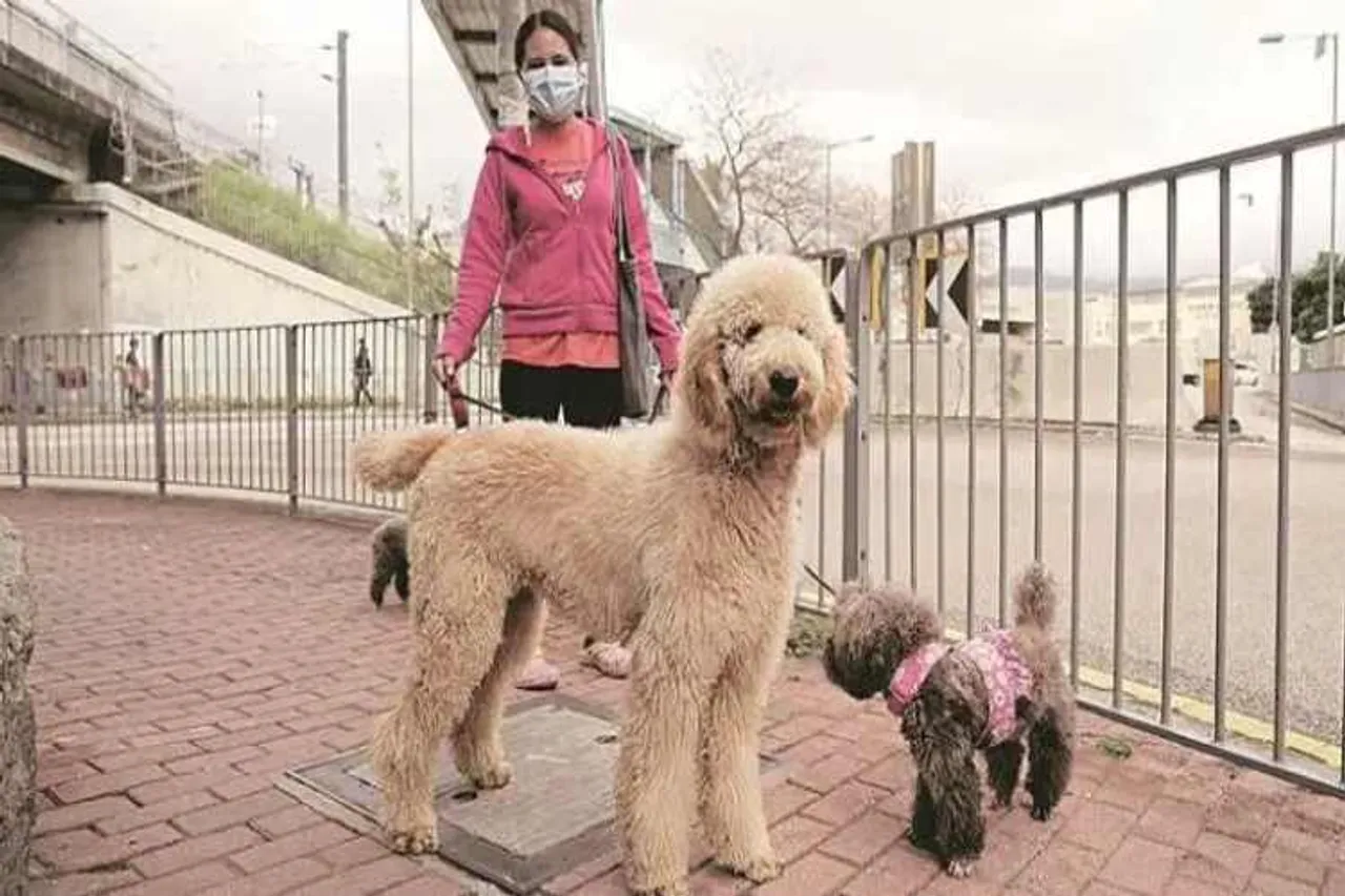 coronavirus, coronavirus in india, coronavirus in dogs, pet animals, dogs, cats, coronavirus infection, covid-19, express explained, indian express
