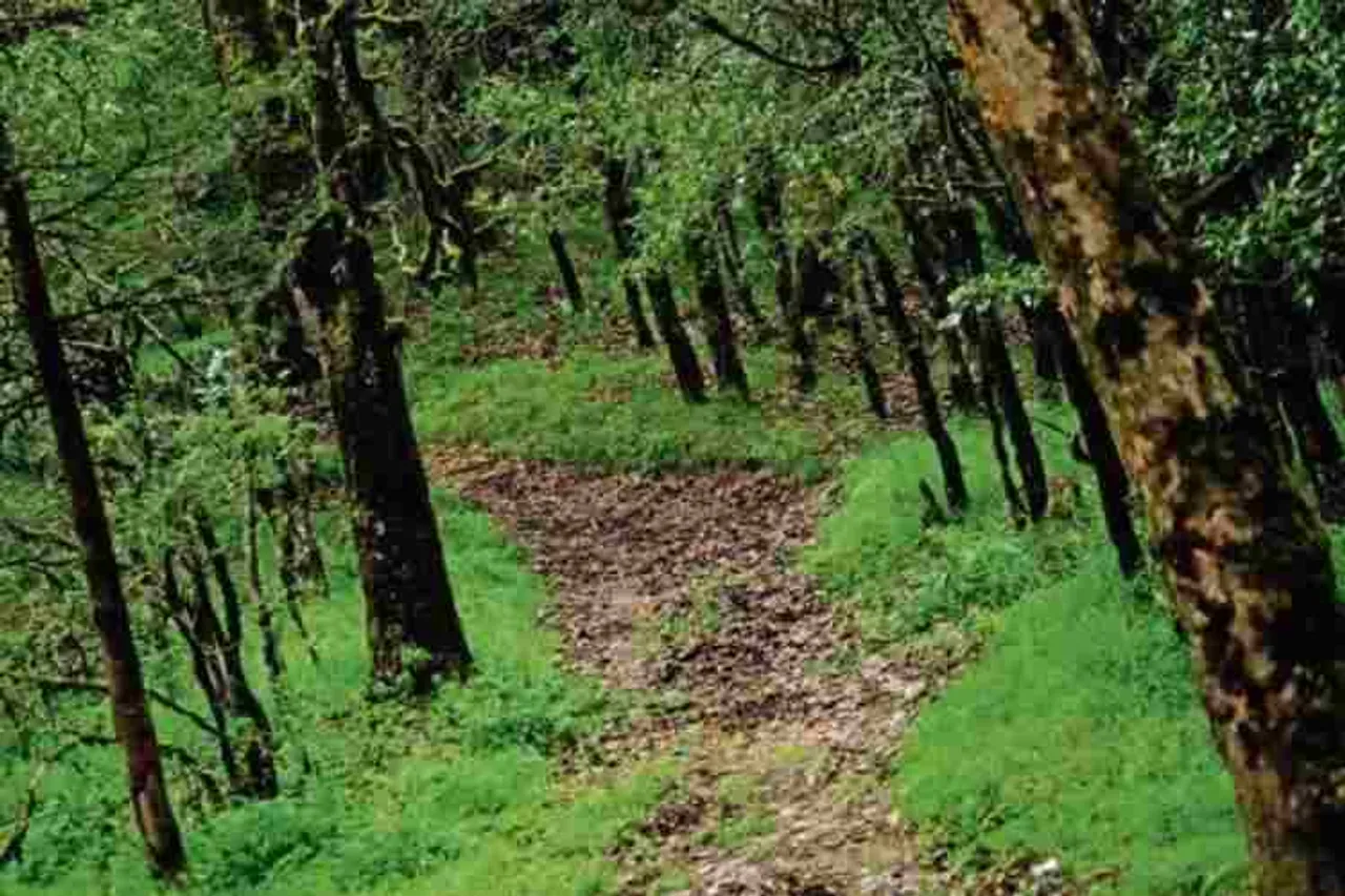 nature, trees, oxygen, forest cover, africa, amazon forest, petrol bulks, digital india, cashless transaction, railway, platform ticket , farehike, WHO, India, corona virus, praise