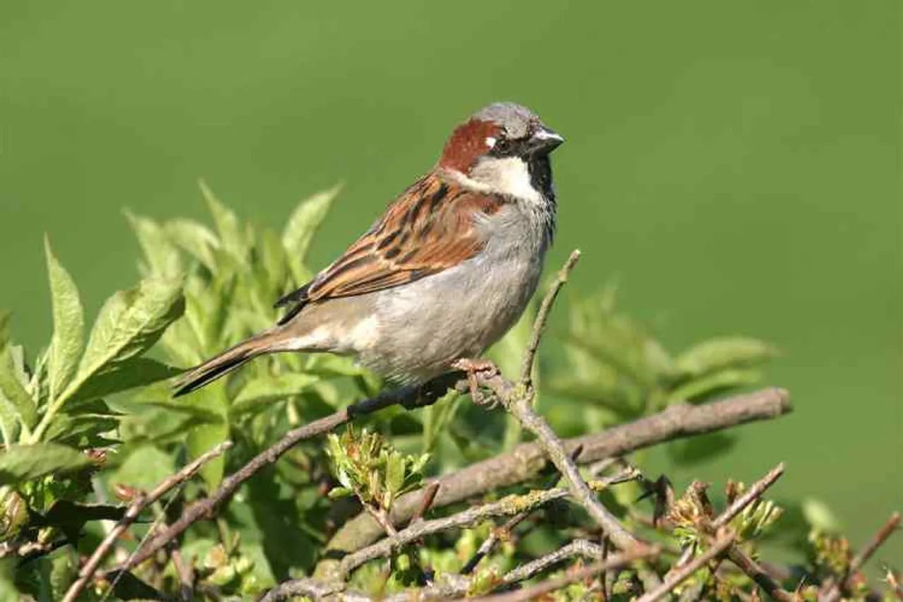 sparrow,corona virus, corona virus in India, indigo, air india, flight service, salary, india railways, trains, cancel, train journey, madurai corporation, hand sanitizer