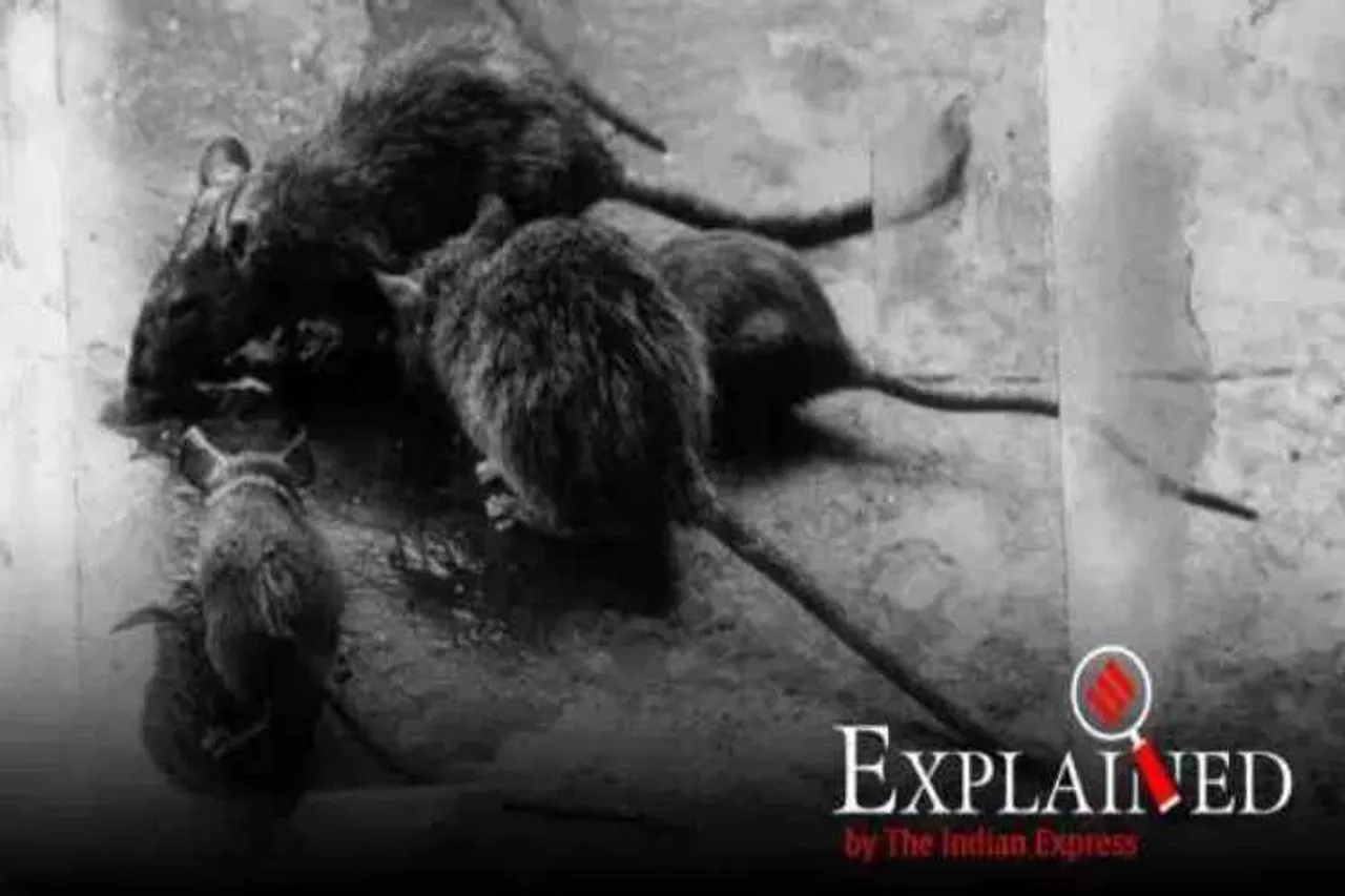 hantavirus, hantavirus symptoms, hantavirus prevention, hantavirus cases, hantavirus in china
