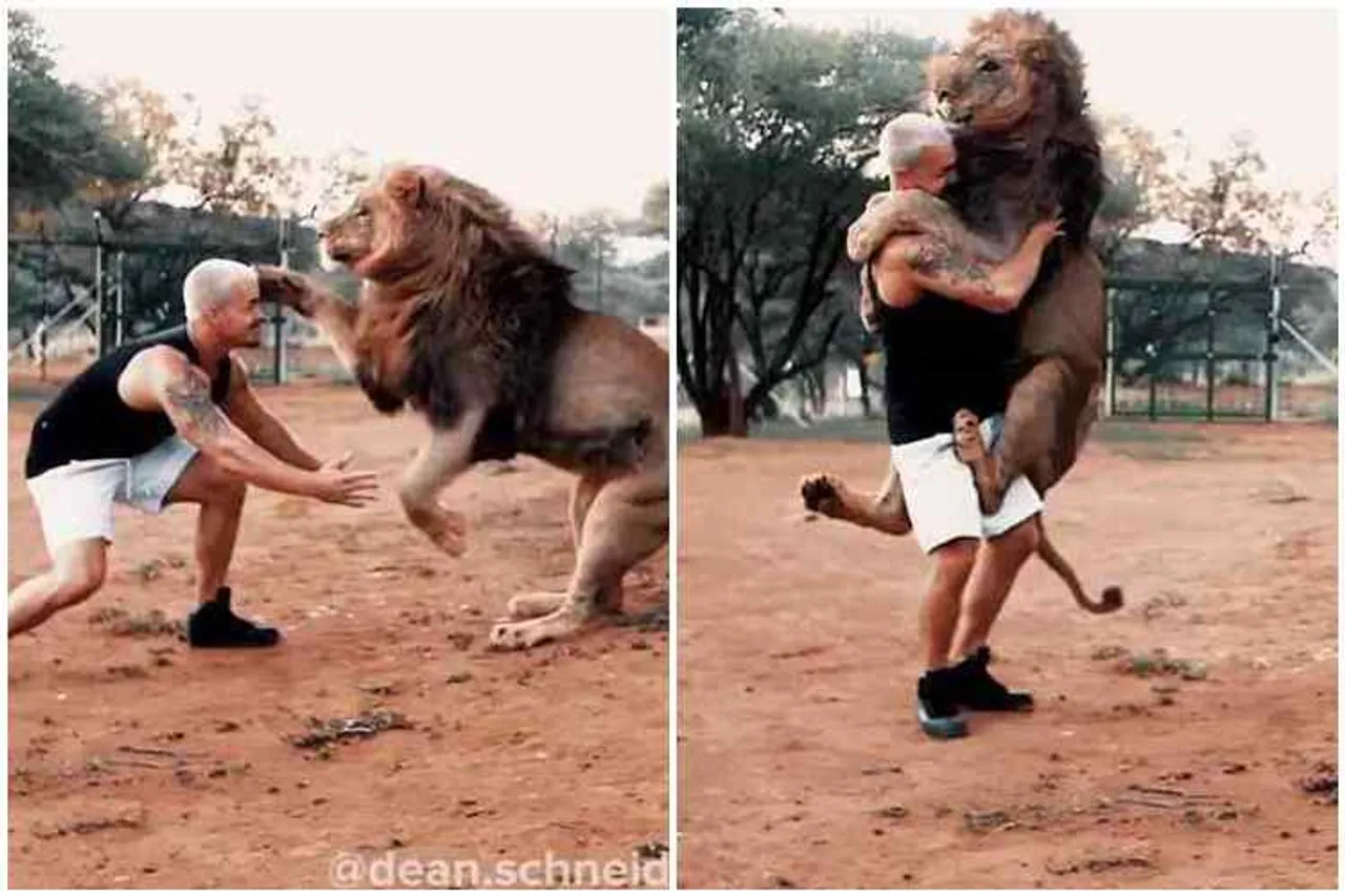 animalist dean shneider, south africa animalist dean shneider playing with lion, a man playing with lion, சிங்கத்துடன் விளையாடும் மனிதன், வைரல் வீடியோ, டீன் ஷ்னீடர், man growing a lion, man playing with lion viral video, a man playing wild animal, dean shneider instagram viral video, தமிழ் வைரல் செய்தி, தமிழ் வீடியோ செய்தி, tamil viral news, tamil video news