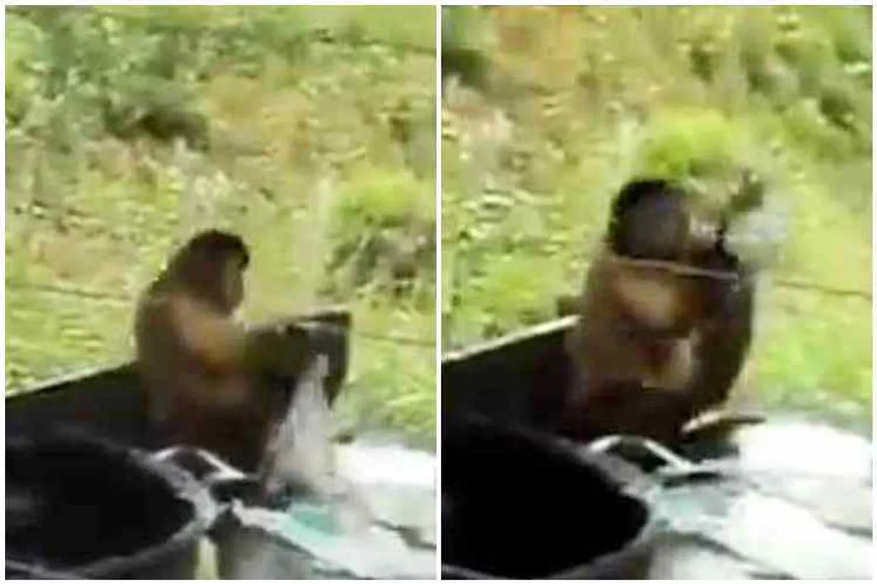 monkey cloths washing video, monkey dress washing video, குரங்கு, குரங்கு துணி துவைக்கும் வீடியோ, குரங்கு துணி துவைக்கும் வீடியோ வைரல், monkey washing viral video, monkey washing video goes viral, வைரல் வீடியோ, தமிழ் வீடியோ, ட்ரெண்டிங் வீடியோ, tamil video news, tamil viral video news, latest trending video news, latest tamil video news