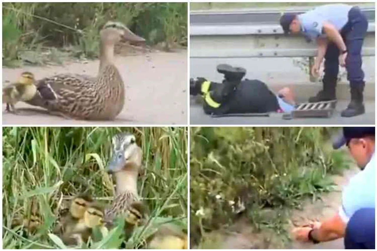 uniform servants rescued ducklings, mother duck missed duclings, uniform servant rescued duncklings, வாத்து குஞ்சுகளைக் காப்பாற்றிய காவலர்கள், வைரல் வீடியோ, தமிழ் வீடியோ, viral video, tamil videos, tamil viral video, latest viral videos, latest tamil videos, tamil video news