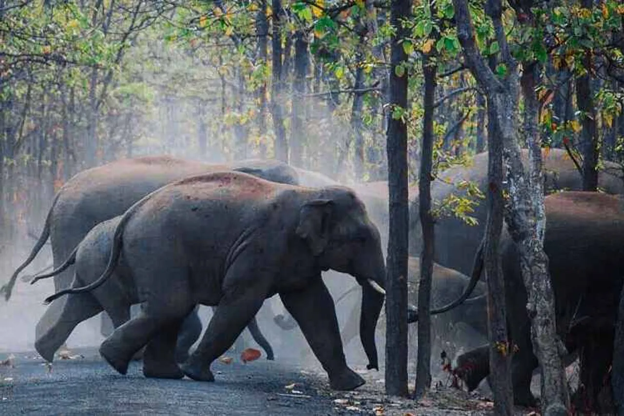 elephants crossing road in tamil nadu, elephants group crossing road viral video, elephants crossing video, வைரல் வீடியோ, சாலைகளைக் கடக்கும் யானை, தமிழகத்தில் சாலையைக் கடக்கும் யானைகள், corona lock down, tamil nadu forest elephant crossing road, elephants video, ஊரடங்கு, கொரோனா வைரஸ், 144 தடை, corona virus, covid-19, lock down india