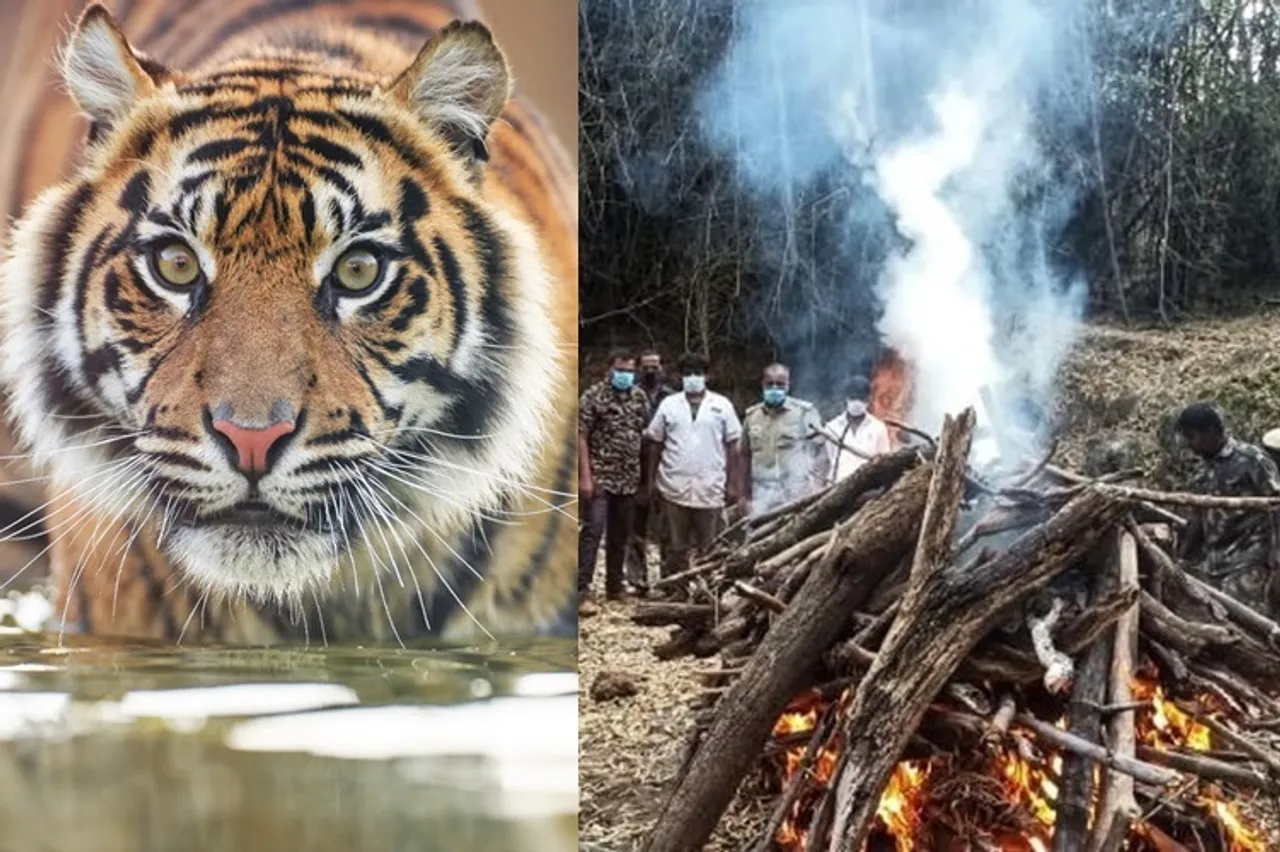 4 tigers found dead in last 7 days at Tamil Nadu, Kerala forest boundaries