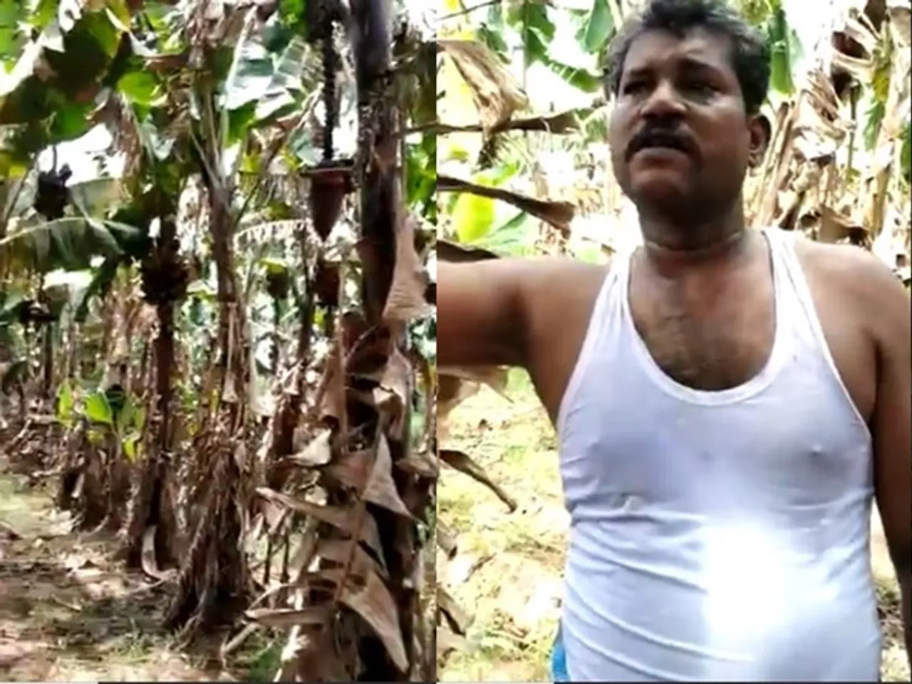 Covid 19 plantain cultivator talks about his loss during lockdown viral video