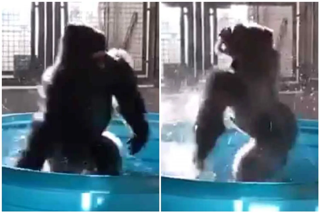 Gorilla bathing video, gorilla dancing video, gorilla dancing in tub video, gorilla Dancing video goes viral, கொரில்லா டான்ஸ் வீடியோ, வைரல் வீடியோ, தமிழ் வீடியோ செய்தி, கொரில்லா குளியல் வீடியோ, கொரில்லா குளிக்கும்போது நடனம் ஆடும் வீடியோ, gorilla dancing video, gorilla dancing trending video, viral video, tamil viral video news, tamil video news, tamil video news, gorilla bathing video news