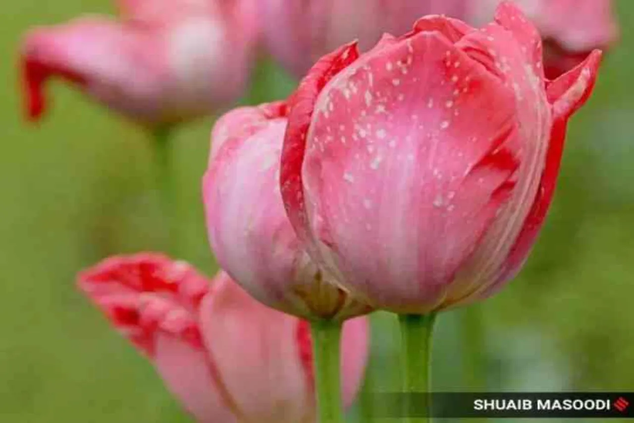 Coronavirus, tulip garden, srinagar tulip garden, tulip garden photos, jammu and kashmir, india lockdown, kashmir coronavirus cases, indian express