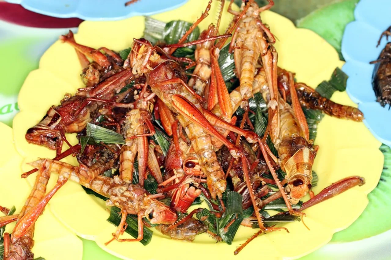 Rajasthan hotels prepare hot and tasty locust briyani, locust fry, locust 65