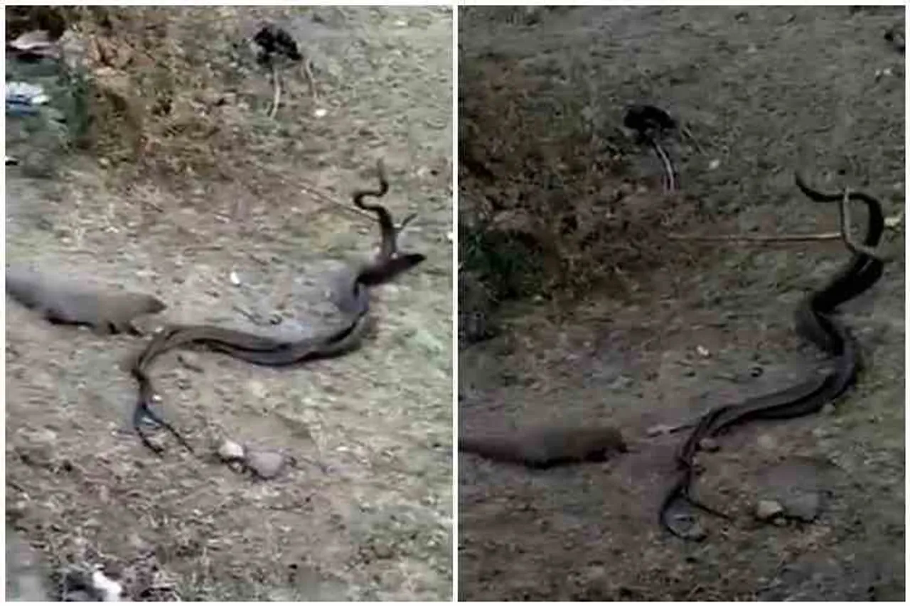 Mongoose confused seeing dance of the two snakes, sanke love dance, mangoose, viral video, tamil video news, கீரிப்பிள்ளை, இணையில் ஆடிய பாம்புகள், வைரல் வீடியோ, tamil viral video news, forest video news, jungles video news