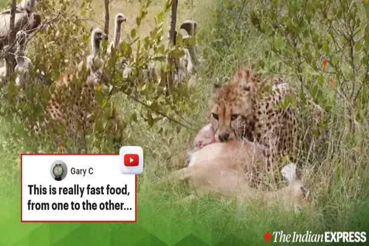 cheetah haunted vultures snatched food, lion captured prey from vultures, viral video, wild animal video, சிறுத்தை, கழுகுகள், சிங்கம், கழுகுகளிடம் இருந்து இரையை தட்டிச்சென்ற சிங்கம், வைரல் வீடியோ, serial video news, tamil video news, latest tamil video news, tamil nadu news, trending video news, tamil trending video
