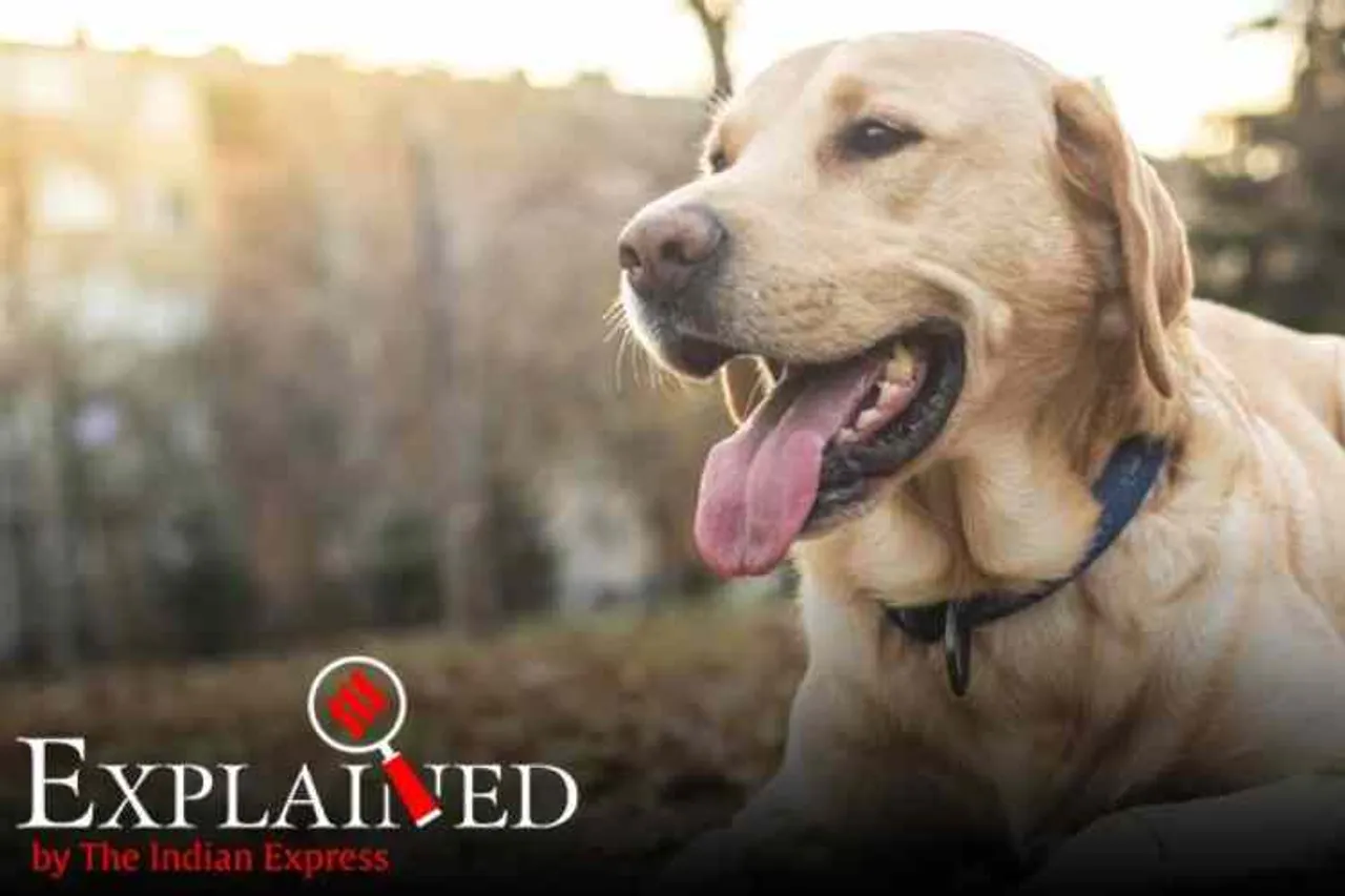 dogs, dogs and covid, dogs detecting coronavirus, Bio-detection dogs, labradors and cocker spaniels dogs, கொரோனா வைரஸை நாய்கள் கண்டறியுமா, நாய்கள், மருதுவ கண்டறிதல் நாய்கள், மருத்துவ கண்டுபிடிப்பு நாய்கள், coronavirus detection by dogs, medical dogs, dogs can detect COVID-19, இங்கிலாந்தில் கொரோனாவை கண்டுபிடிக்க மருத்துவ நாய்கள் ஆய்வு, medical detect dogs, tamil indian express
