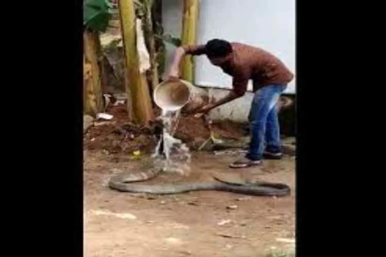 பாம்பு குளியல்: பாருங்க... வீட்டில டிரை பண்ணாதீங்க!
