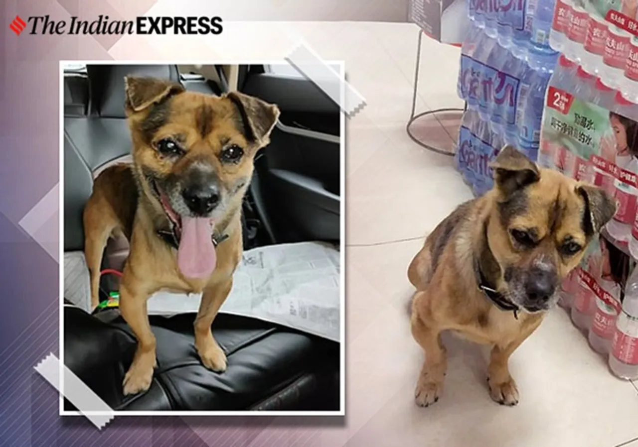 Unaware of the owner’s death, the dog waits at Wuhan hospital for three months