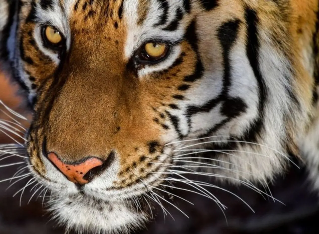 Viral video of a tiger running away from humans