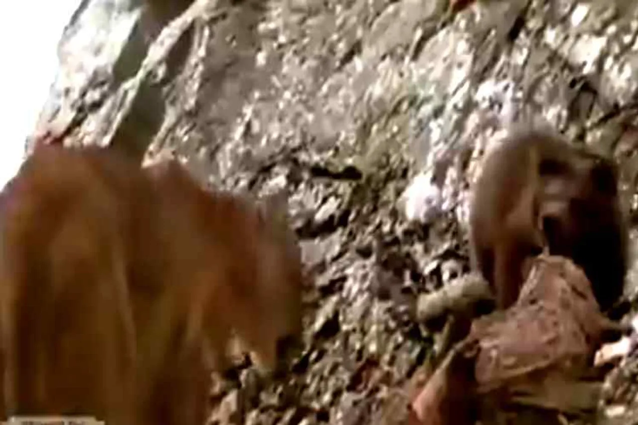 lion chasing bear, viral video, lion chasing bear, wild animal video, கரடியை துரத்தும் சிங்கம், வைரல் வீடியோ, வனவிலங்குகள் வீடியோ, ட்ரெண்டிங் வீடியோ, tamil video news, tamil viral video news, tamil trending news, tamil trending video news