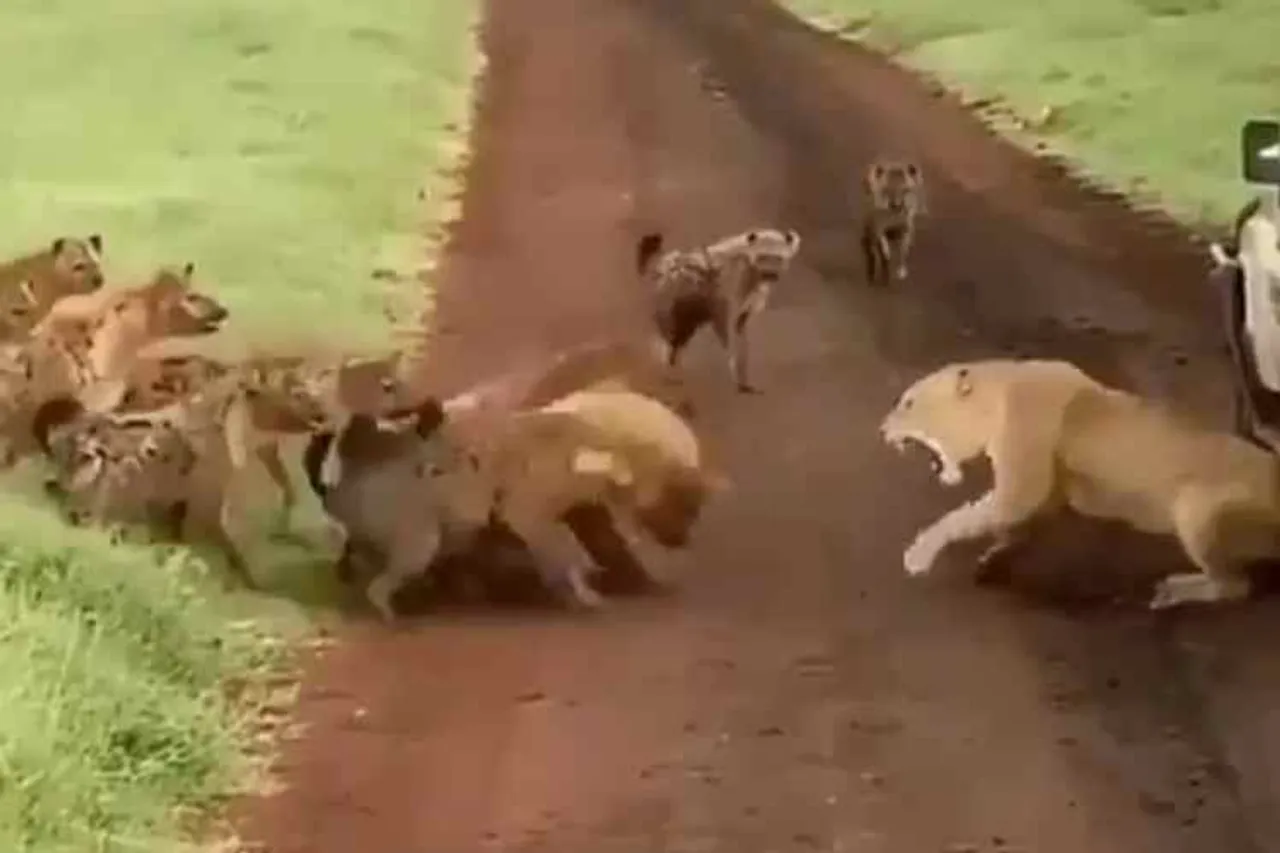 lone lion faces hyenos, lone lion fights with hyenas, ஒற்றைச் சிங்கம், கழுதைப்புலி கூட்டம், வைரல் வீடியோ, lion faces hyenas, viral video, viral video news, latest viral news, latest video news in tamil, wild animals video news