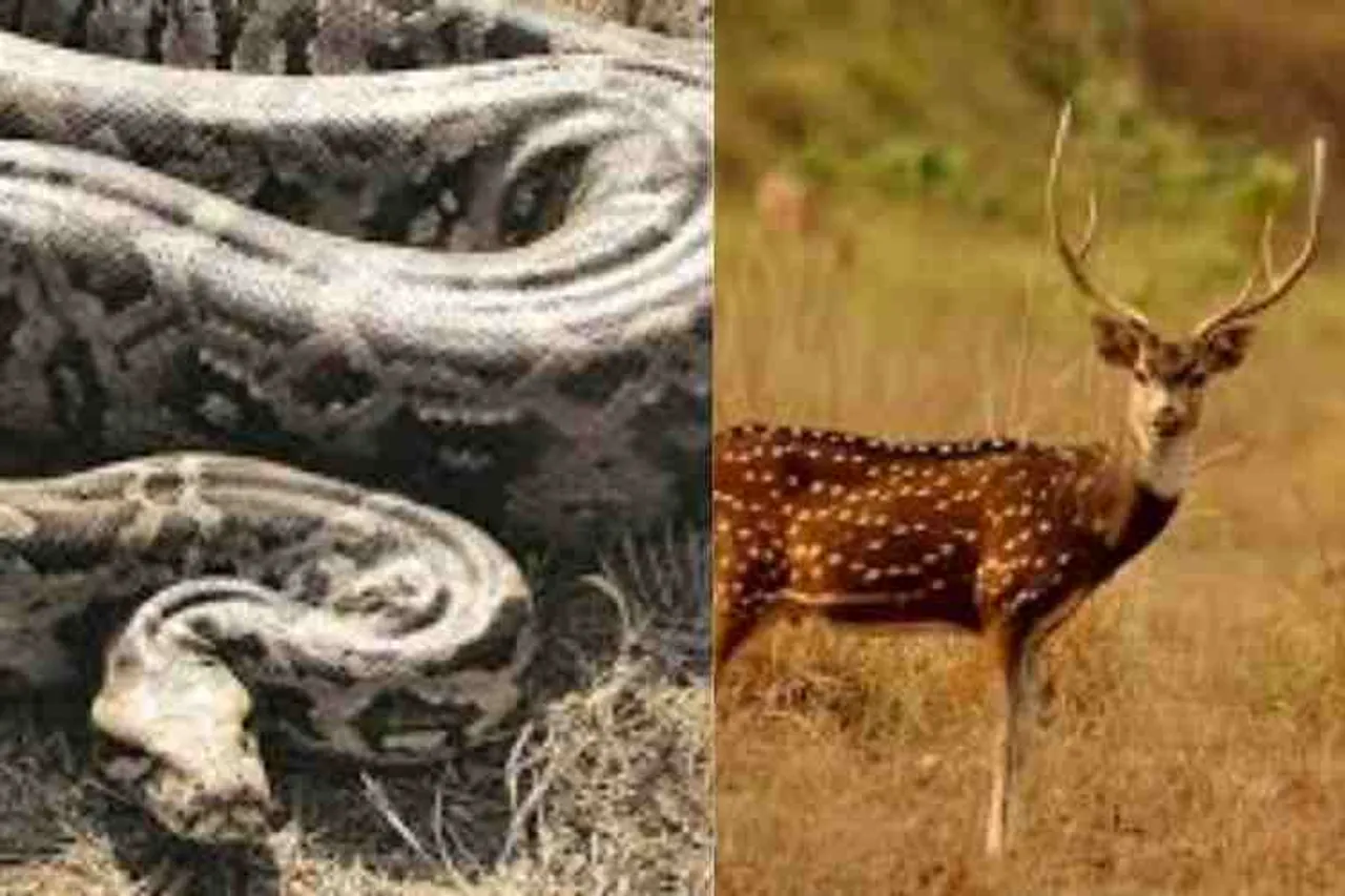 மலை பாம்பிடம் இருந்து புள்ளிமானை காப்பாற்றியது சரியா? தவறா? வீடியோ உள்ளே