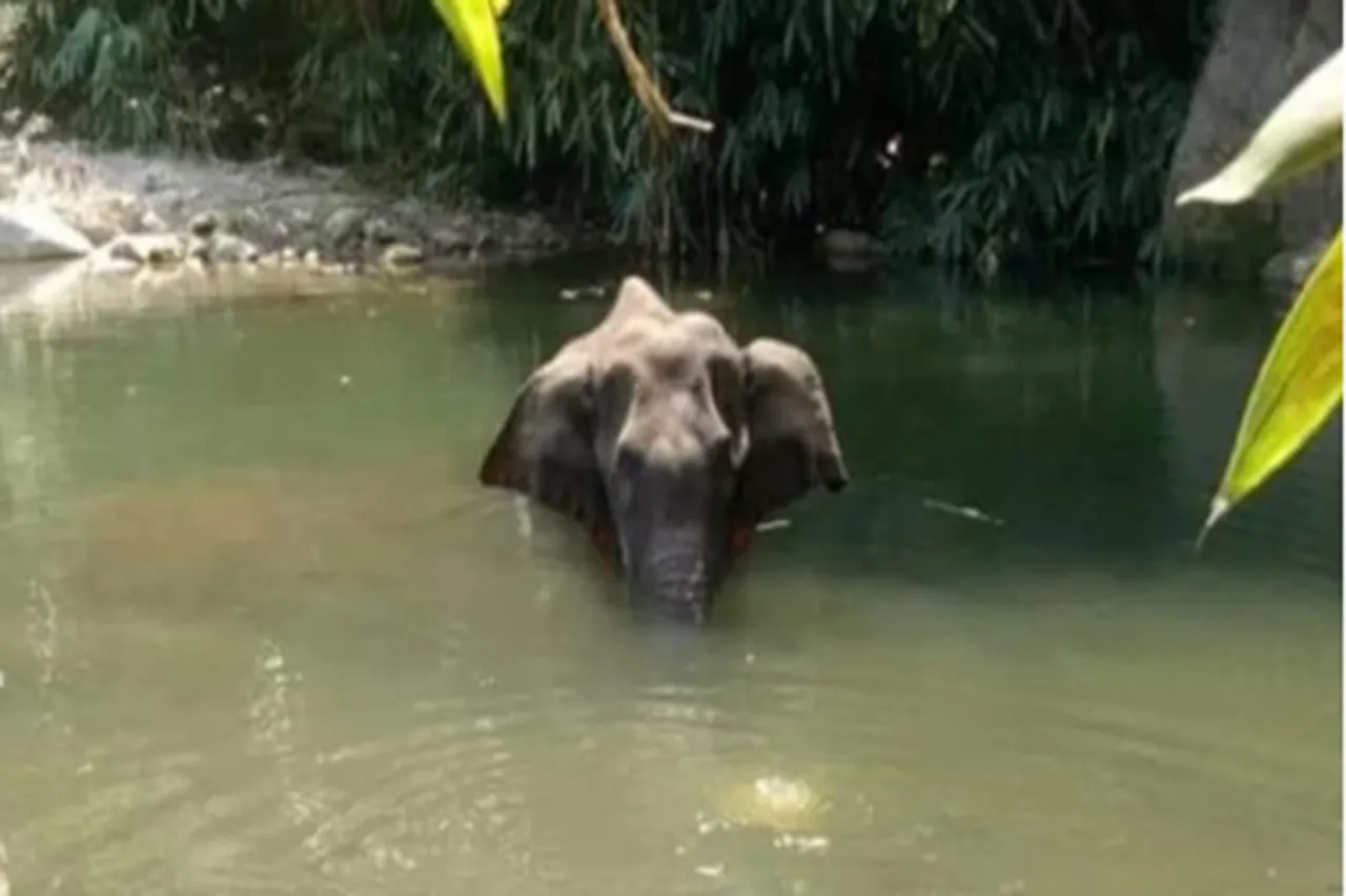 வெடிமருந்து வைக்கப்பட்ட பழத்தை யானை தற்செயலாக சாப்பிட்டிருக்கலாம்: சுற்றுச்சூழல் அமைச்சகம்