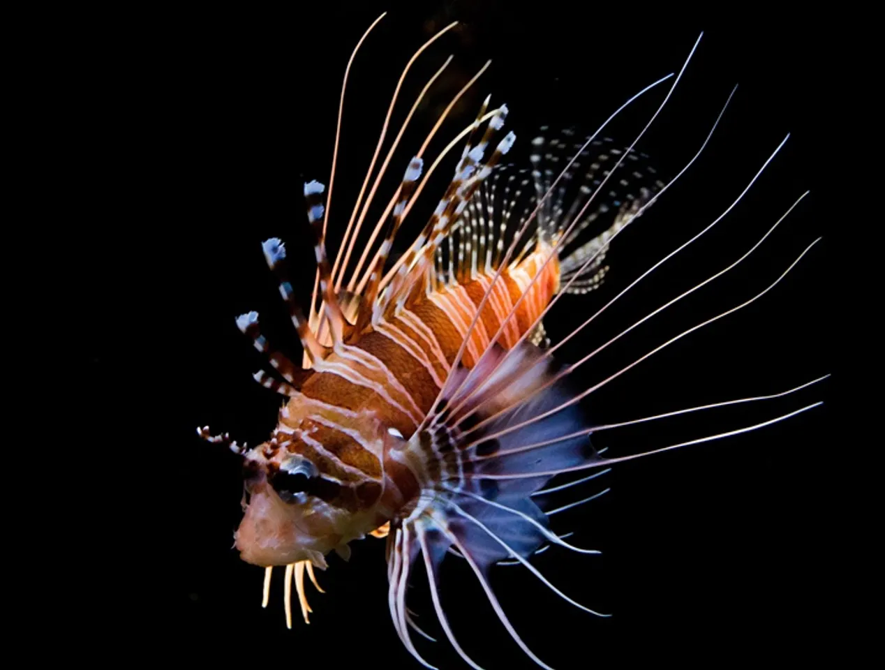 Rare band-tail scorpion fish found at Sethukarai coast of Tamil Nadu