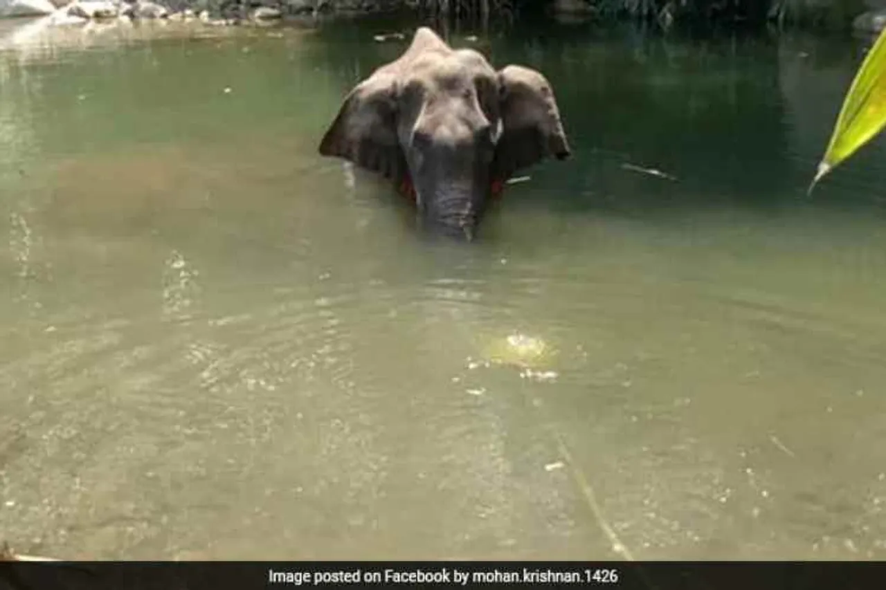 elephant, kerala, crackers, crackers laden fruit, malappuram, injured, pregnant elephant, forest officer, mohan krishnan, news in tamil, tamil news, news tamil, todays news in tamil, today tamil news, today news in tamil, today news tamil