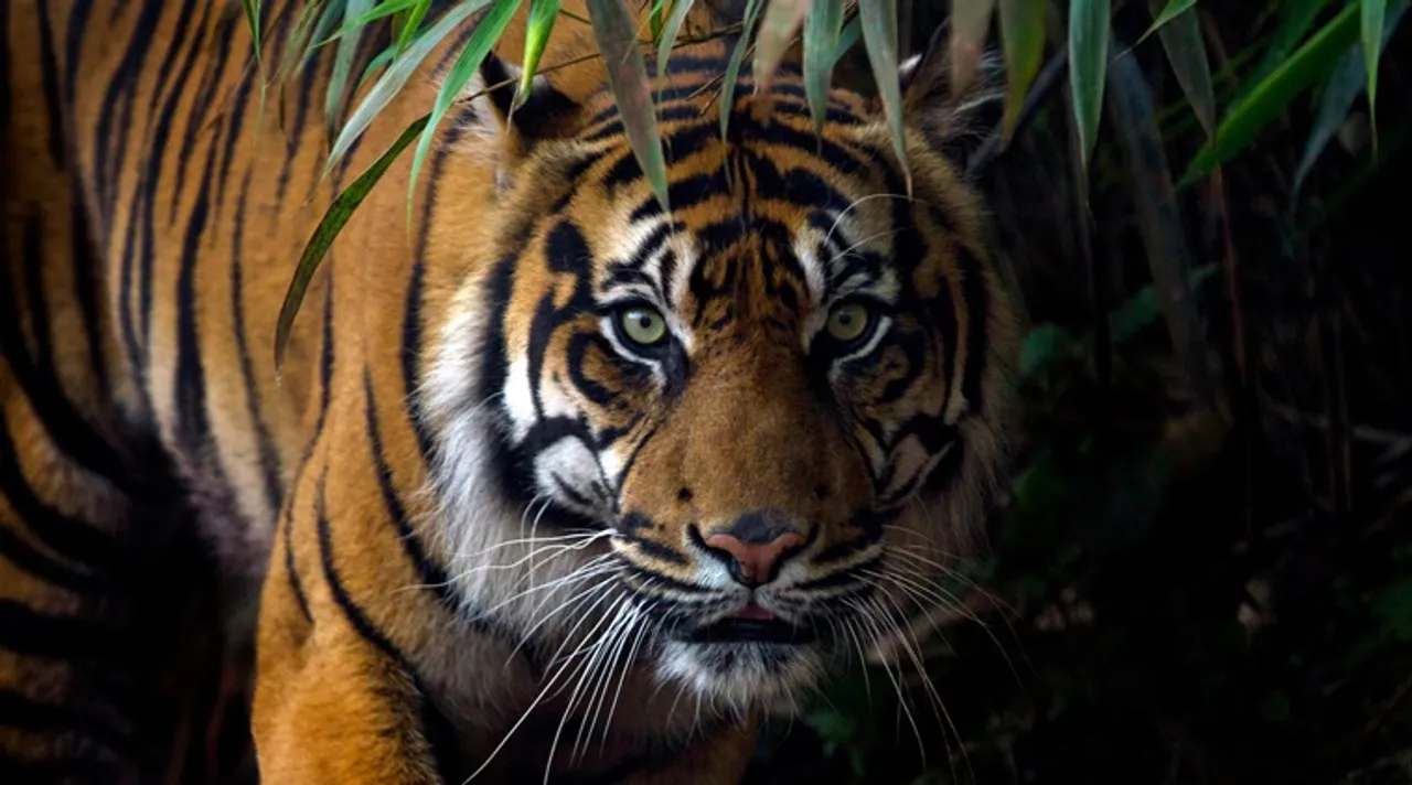 International Tiger Day 2020 : Tigers and tiger habitats at the western ghats