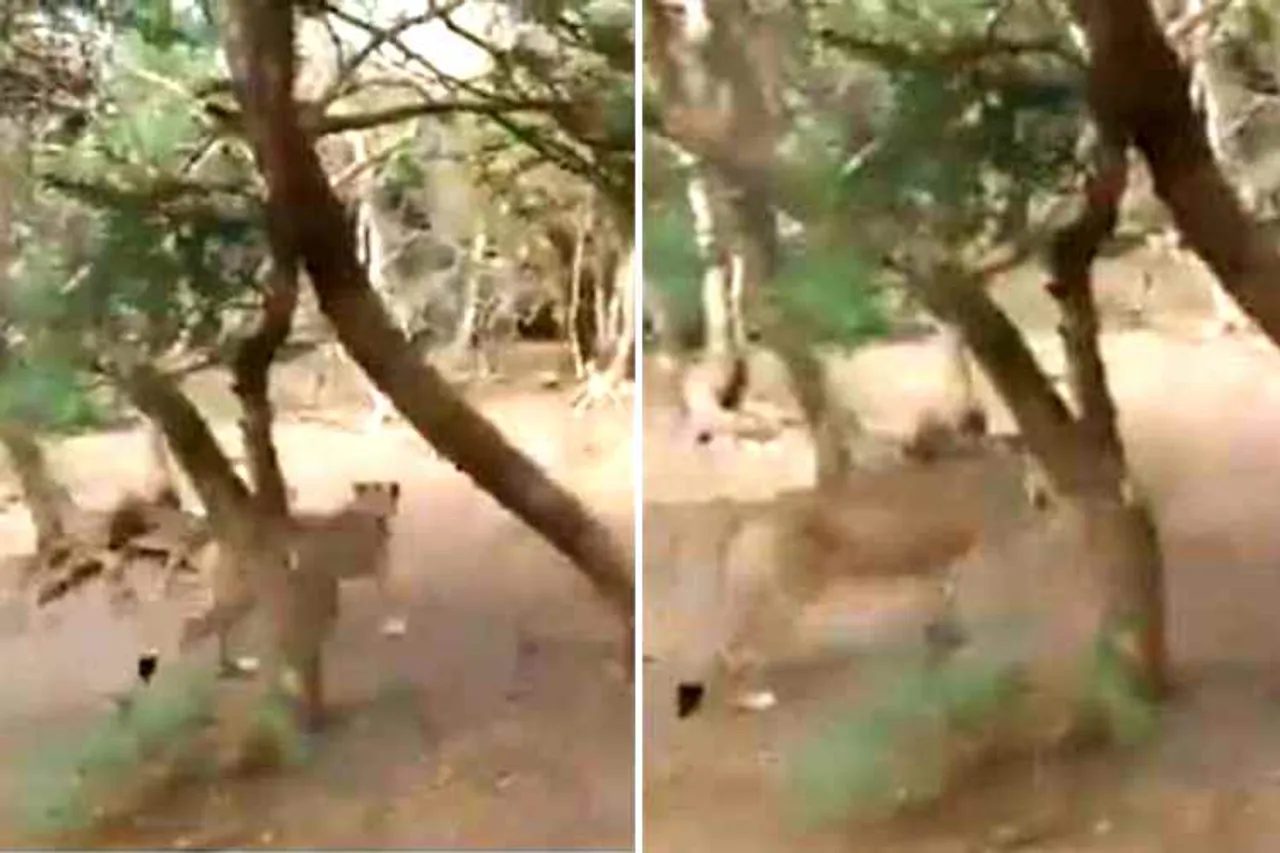 When lion looses its pride, viral vieo, gir forest, buffalo chasing lion viral video, சிங்கத்தை விரட்டிய காட்டெருமை, சிங்கம், எருமை, வைரல் வீடியோ, tamil viral news, tamil viral video news, latest tamil viral news, lion looses pride