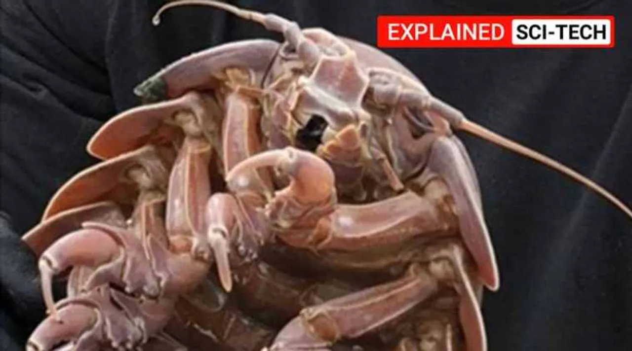 cockroach, rakasa cockroach, cockroaches india, Raksasa cockroach discovered from the ocean deep, கடல் ஆழத்தில் ராட்சச கரப்பான் பூச்சி கண்டுபிடிப்பு, கடல் கரப்பான்பூச்சி, ராட்சச கரப்பான்பூச்சி, indian ocean, indian ocean cockroaches, tamil indian express news