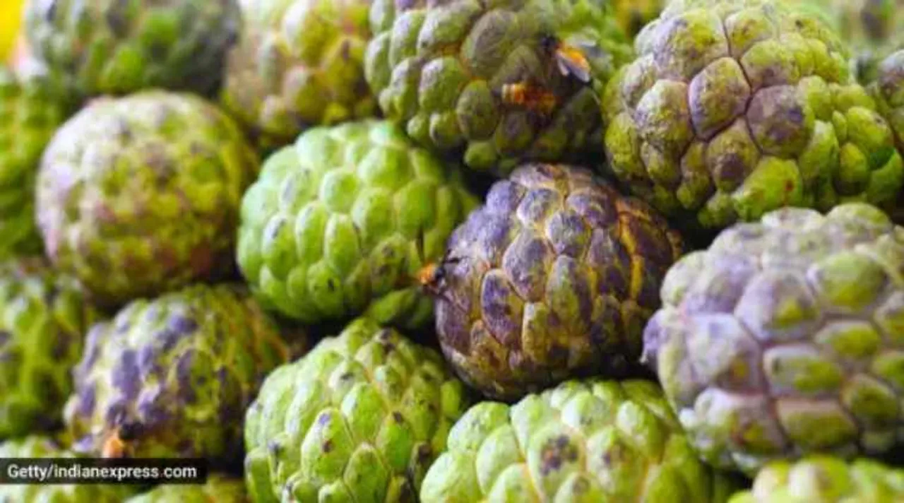 healthy life, immunity, custard apples, health benefits of custard apples, healthy eating, health and immunity, indian express, indian express news