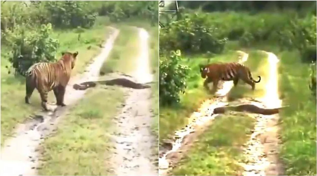 tiger vs python, viral video, tiger vs python viral video, tamil video news, tamil viral video news, புலி vs மலைப்பாம்பு, வைரல் வீடியோ, புலி, மலைப்பாம்பு, Tiger leaves the way to Python, tiger leaves way to python, tamil viral news