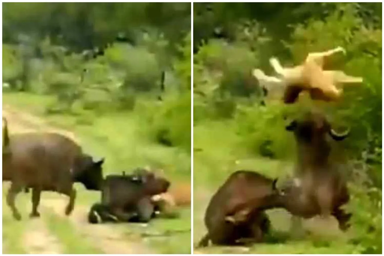 wild buffalo attacks lion viral video, indian gour attacks lion, buffalo attacks lion, சிங்கத்தை தாக்கிய எருமை, எருமை சிங்கம், வைரல் வீடியோ, காட்டு எருமை, சிங்கம், bison attacks lion, wild life video, viral video, tamil viral video news, viral video news, latest tamil viral news