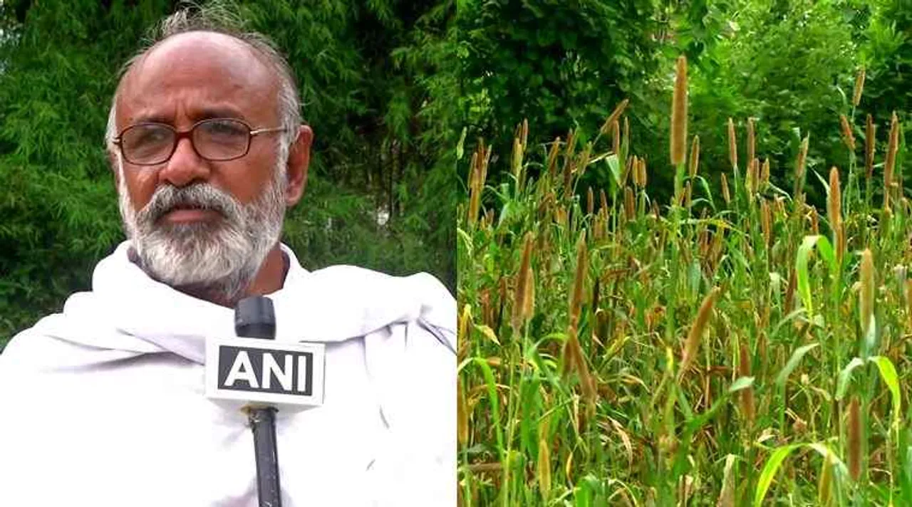 Coimbatore farmer grow millets for wild birds, farmer grow millets for wild birds, பறவைகளுக்காக அரை ஏக்கரில் சோளம் கம்பு விவசாயம் செய்யும் விவசாயி, கோவை விவசாயி முத்து முருகன், farmer milltes production at half-acre of land, farmer fed of wild birds, farmer muthu murugan